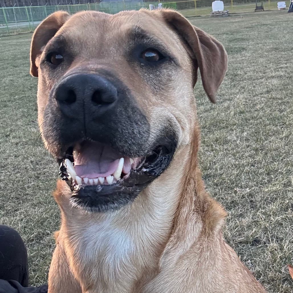 Bosco - MIXED BREED available for adoption in Calgary