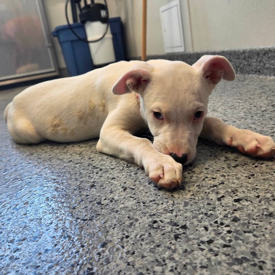 Da Vinci - Dalmatian / Terrier, Pit Bull available for adoption in Saskatchewan
