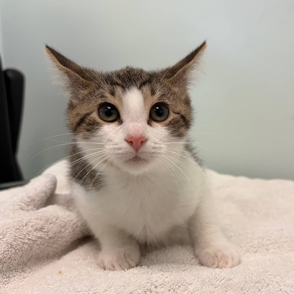 Lyra - Domestic Shorthair available for adoption