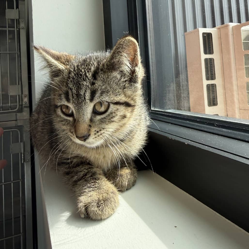 Bubbles - Domestic Shorthair cat available for adoption at SPCA Swift Current in Swift Current
