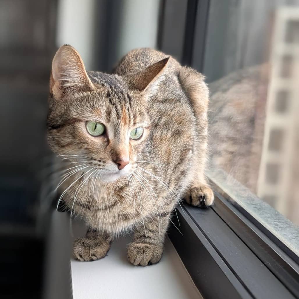 Cashew - Domestic Shorthair cat available for adoption in Calgary