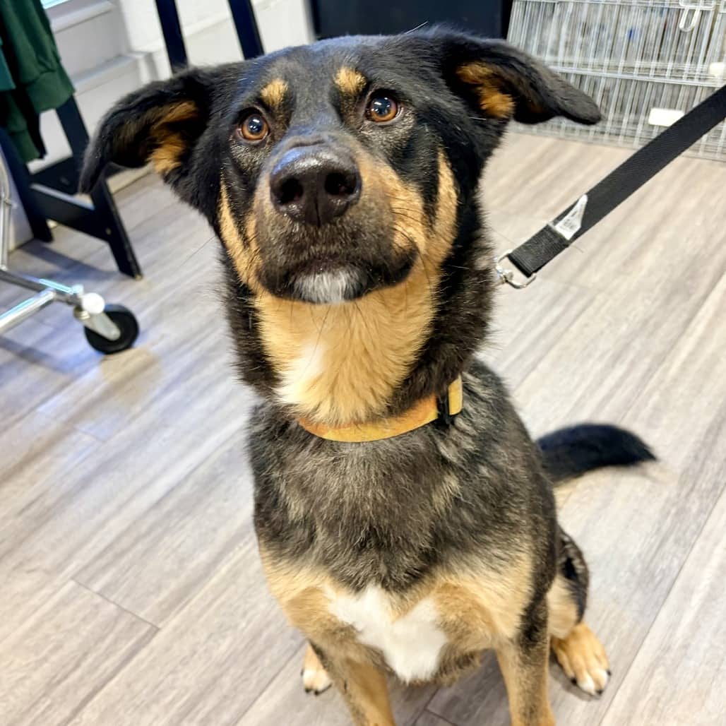 Sarge - Shepherd / Retriever, Black Labrador available for adoption in Saskatchewan