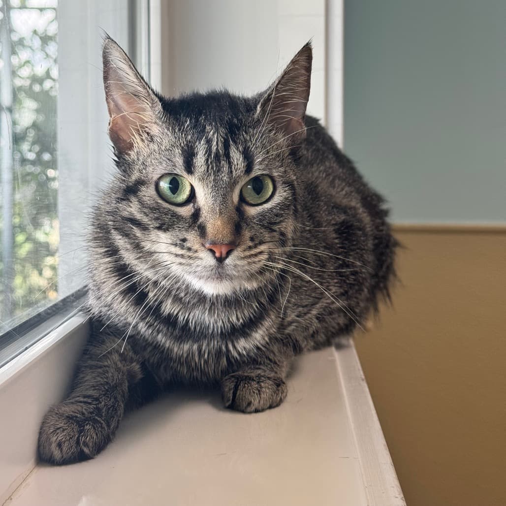 Jeans - Domestic Shorthair cat available for adoption at Prince Albert SPCA in Prince Albert