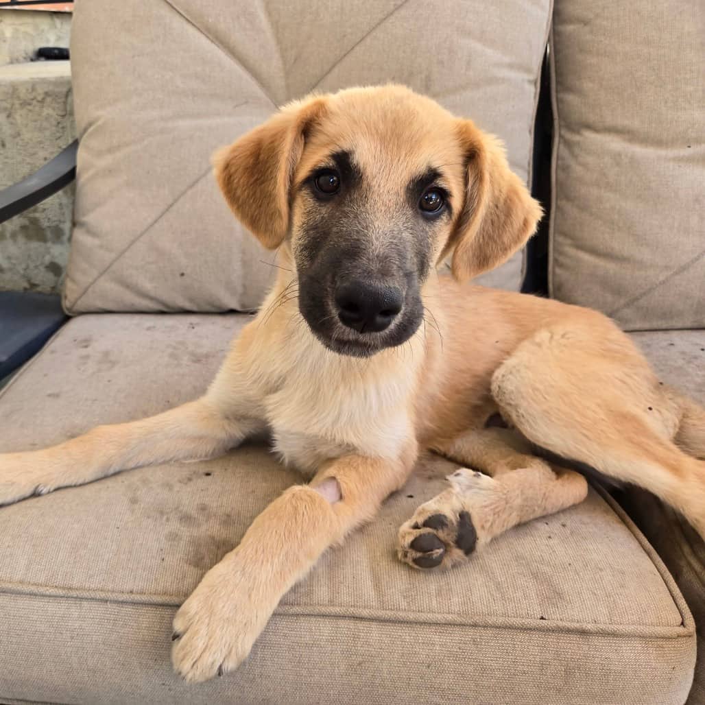 Andy Dwyer - SHEPHERD available for adoption at SCARS in Calgary (1 of 6)