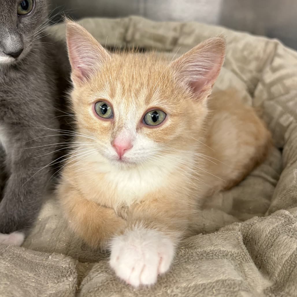 Pesto - Domestic Shorthair cat available for adoption at Saskatoon SPCA in Saskatoon