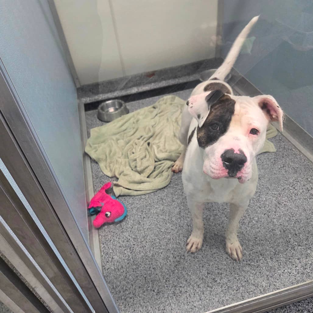 Chico - Terrier, Pit Bull available for adoption in Saskatchewan