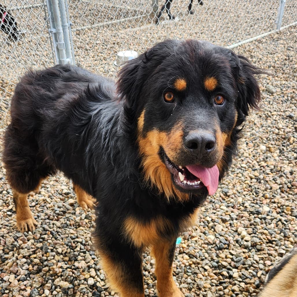 Chuck - Rottweiler available for adoption in Saskatchewan