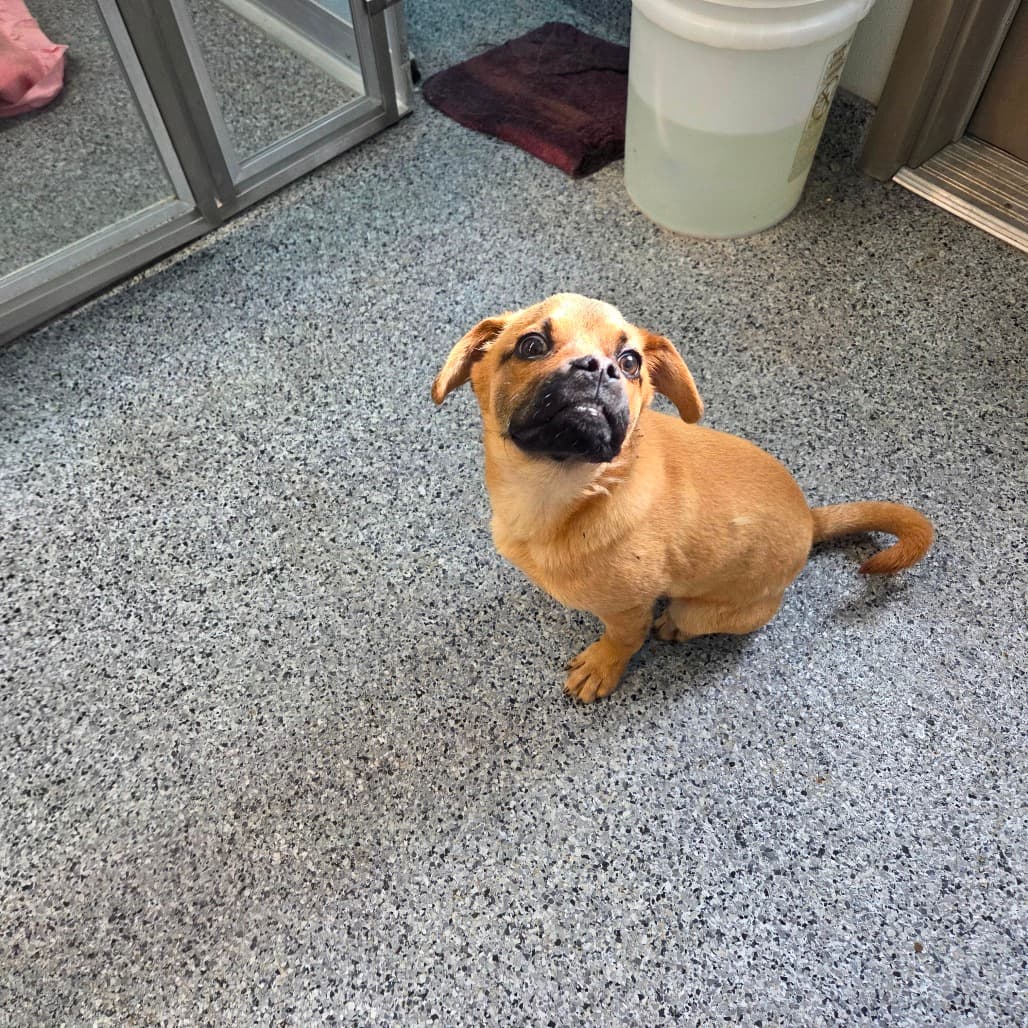Butters - Terrier / Mixed Breed (Medium) available for adoption