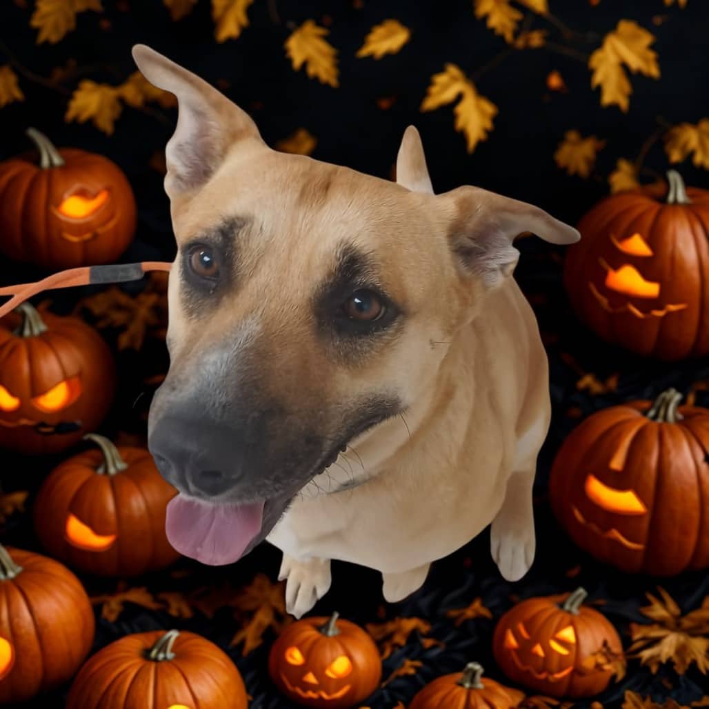 Mango - Terrier, American Staffordshire available for adoption in Calgary