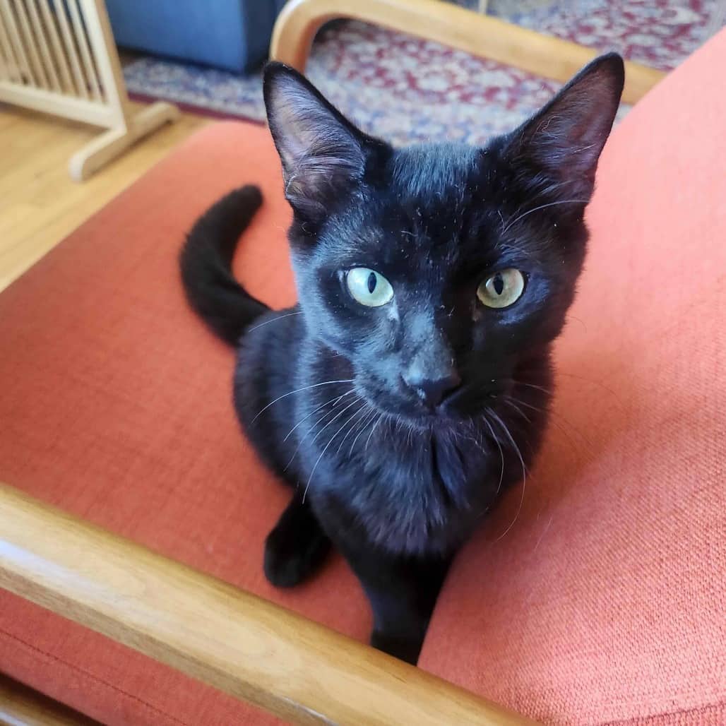 Mooki - Domestic Shorthair available for adoption