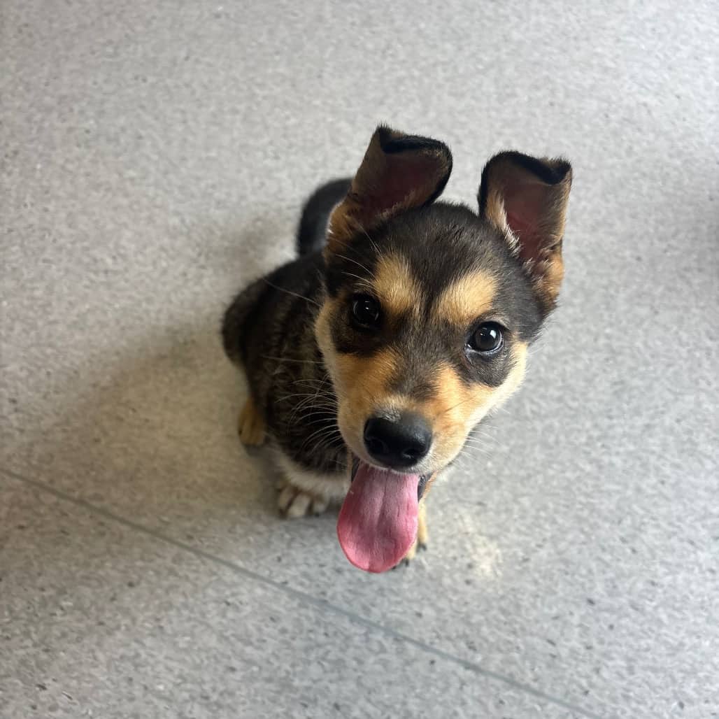Russet - Husky / Shepherd available for adoption in Saskatchewan