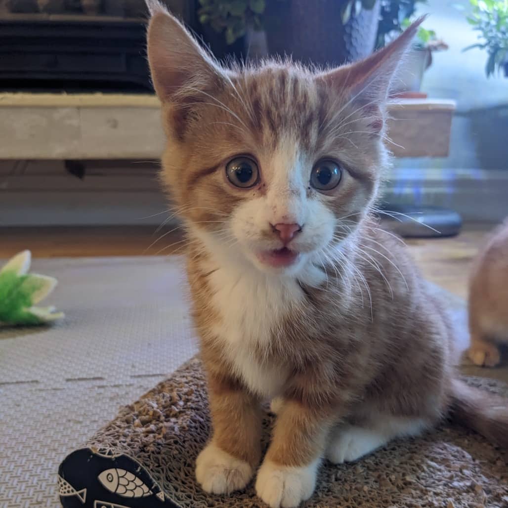 Jake - Domestic Shorthair available for adoption