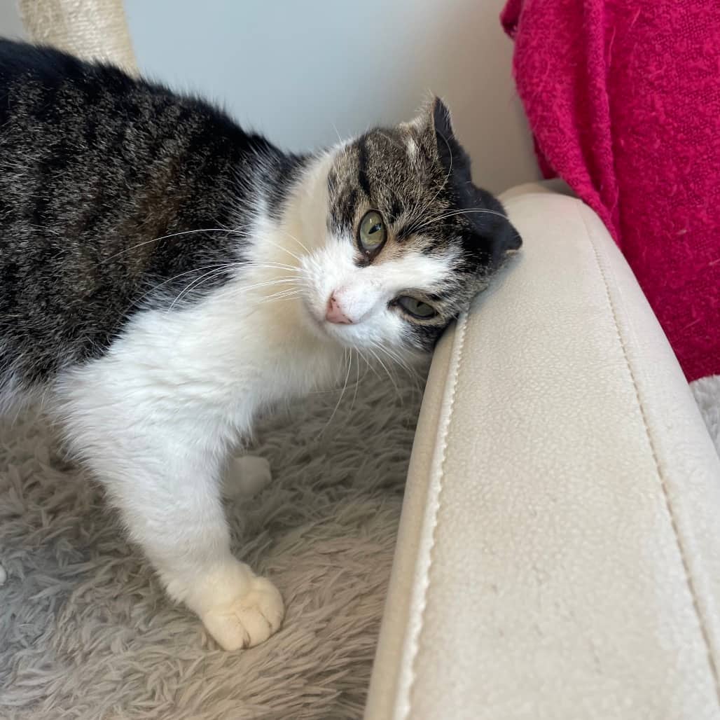 Mia - Domestic Shorthair cat available for adoption at Battlefords Humane Society in North Battleford