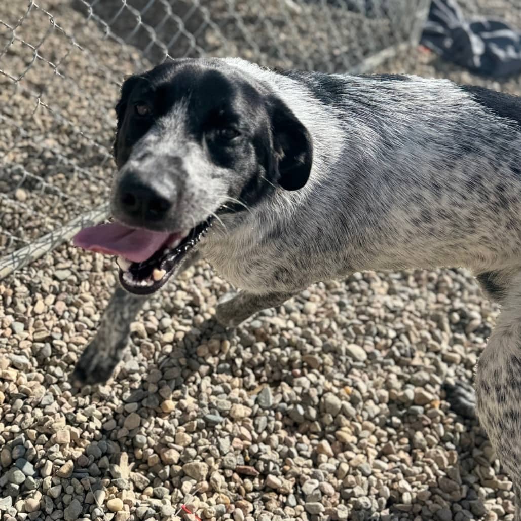 Blue - Pointer, German Shorthaired / American Blue Heeler available for adoption
