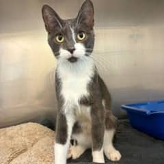 Cardi - Domestic Shorthair cat available for adoption at SPCA Swift Current in Swift Current