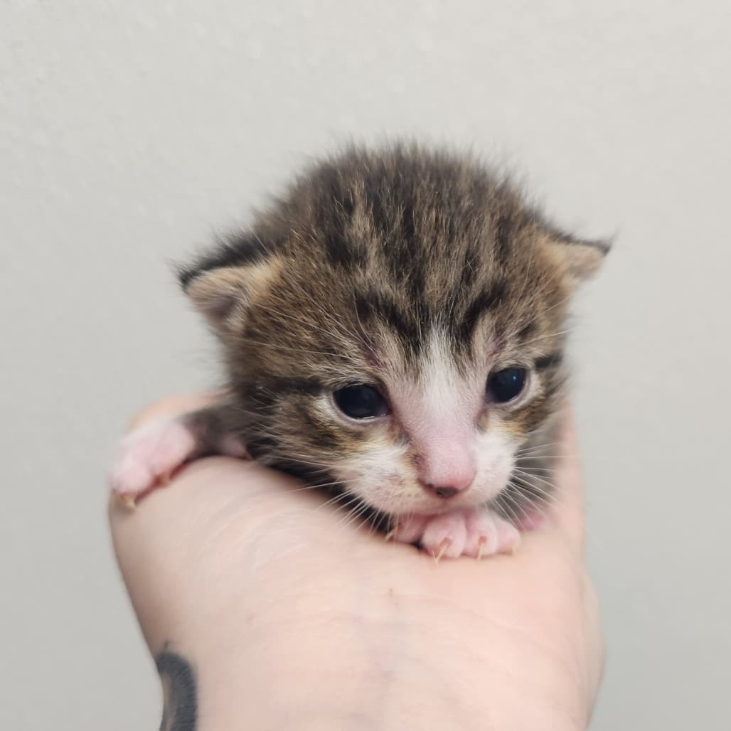 Scuffle - Domestic Shorthair cat available for adoption at Battlefords Humane Society in Saskatchewan
