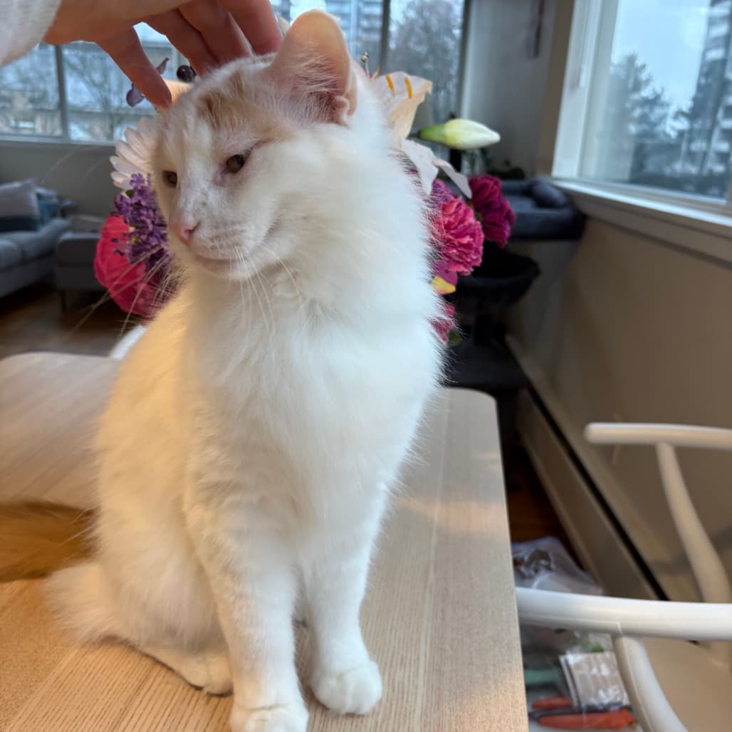 Rumi - Domestic Medium Hair cat available for adoption at Vancouver Orphan Kitten Rescue Association in British Columbia