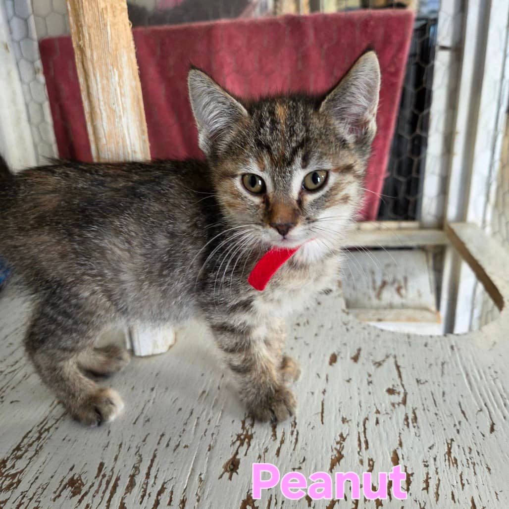 Peanut-Red - Domestic Shorthair cat available for adoption in Saskatchewan