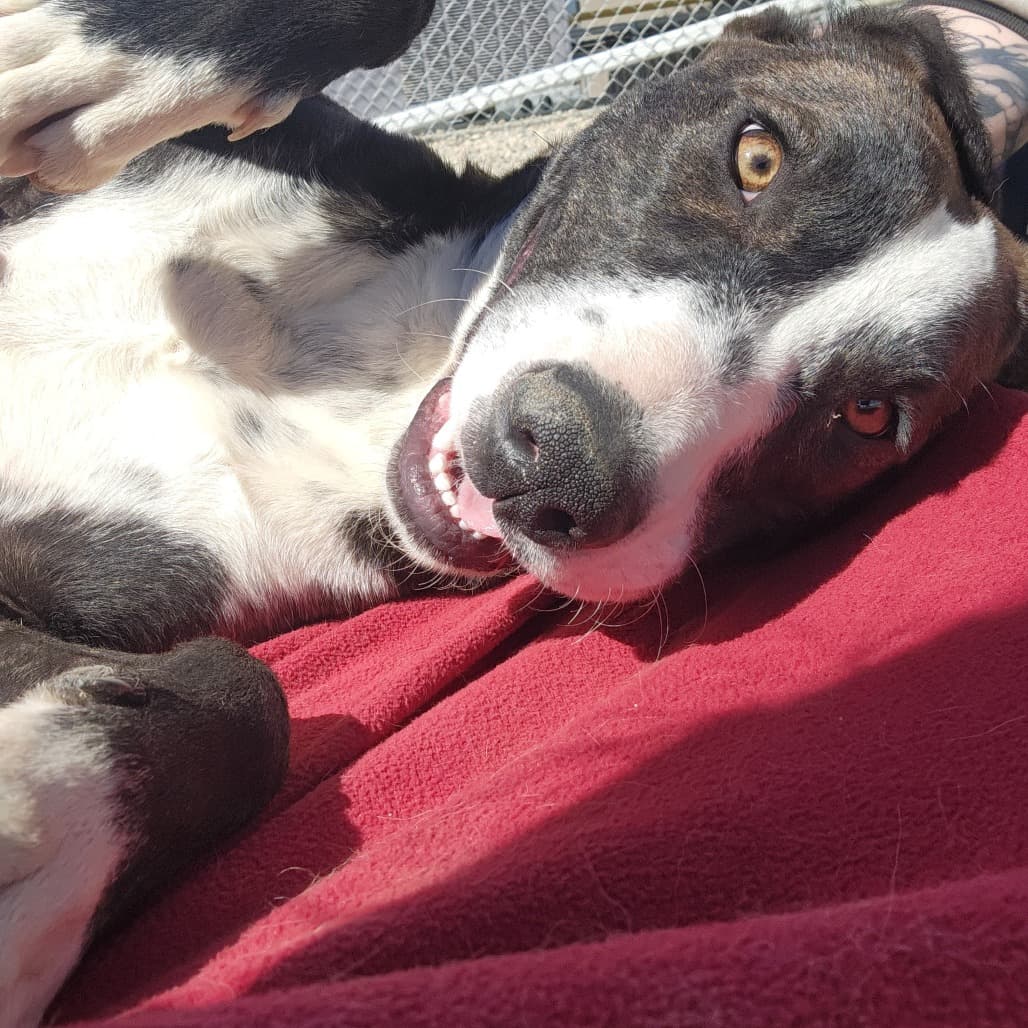 Dawn - Terrier, Pit Bull / Mixed Breed (Medium) available for adoption in Saskatchewan