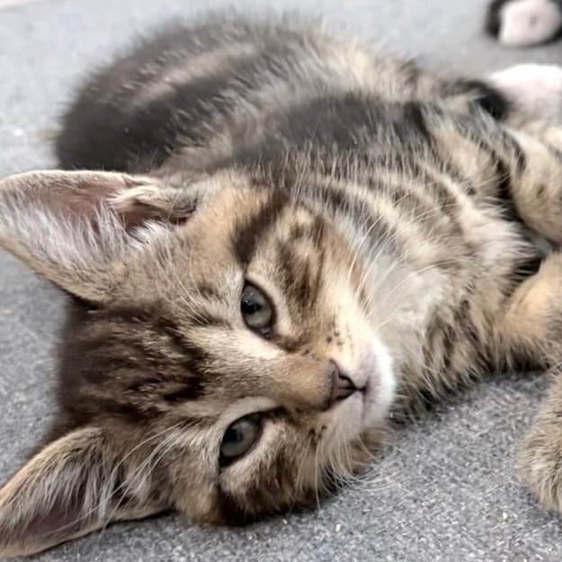 Toby - Domestic Shorthair cat available for adoption at Vancouver Orphan Kitten Rescue Association in Vancouver