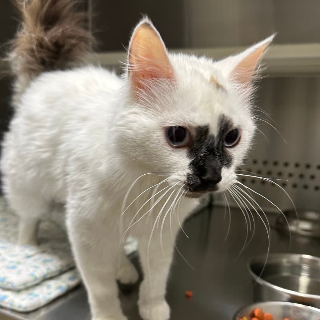 Willa - Domestic Medium Hair cat available for adoption at Saskatoon SPCA in Saskatoon