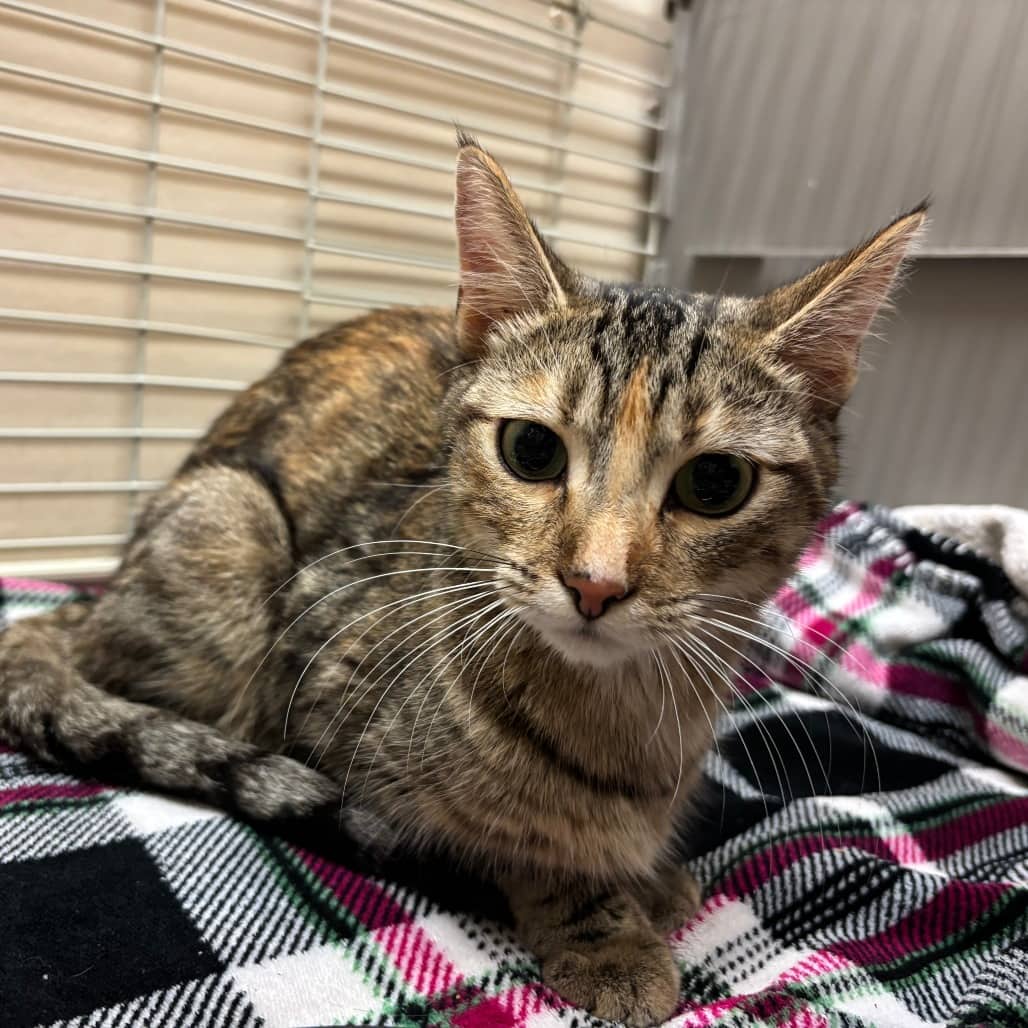 Cashew - Domestic Shorthair available for adoption