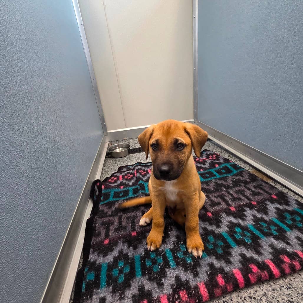 Koa - Black Mouth Cur / Retriever, Labrador available for adoption