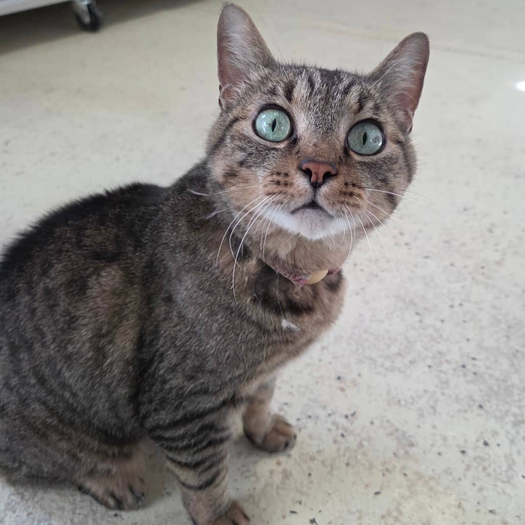 Millie - Domestic Shorthair cat available for adoption at Humboldt & District SPCA in Humboldt