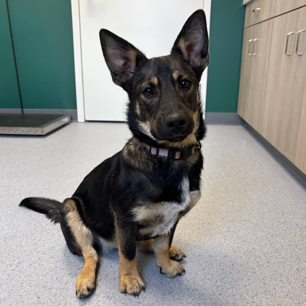 Jamie - Mixed Breed (Medium) available for adoption in Saskatchewan