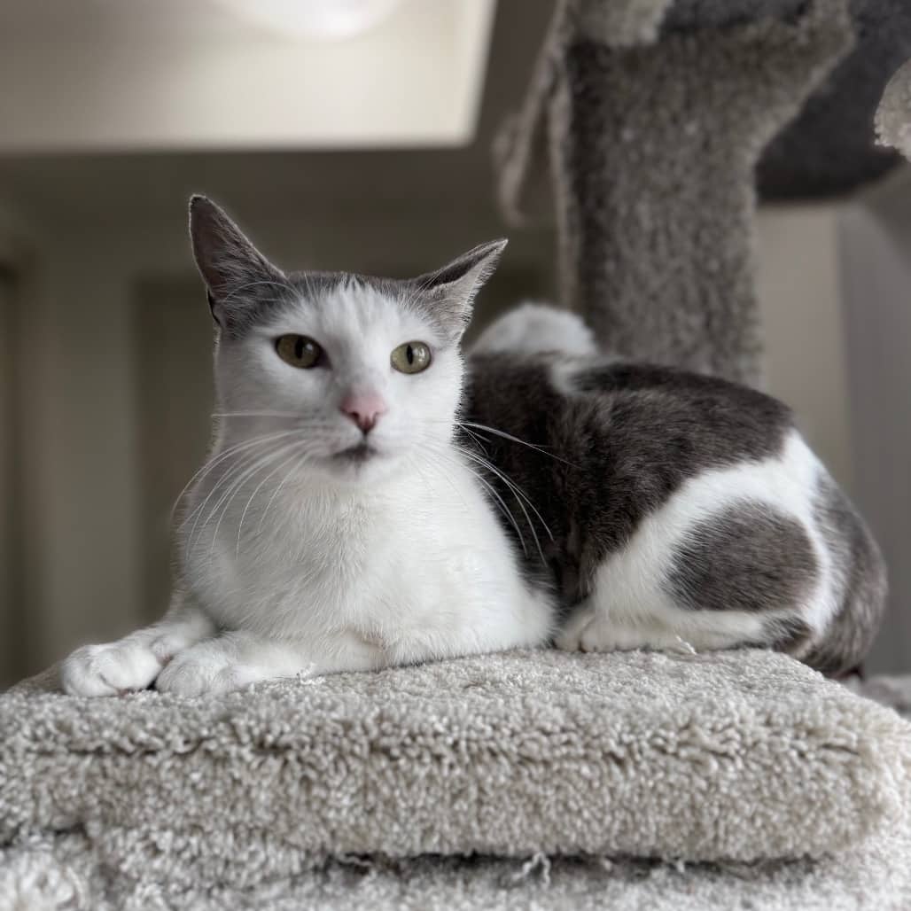 Mist - Domestic Shorthair cat available for adoption at SCARS in Edmonton (1 of 5)