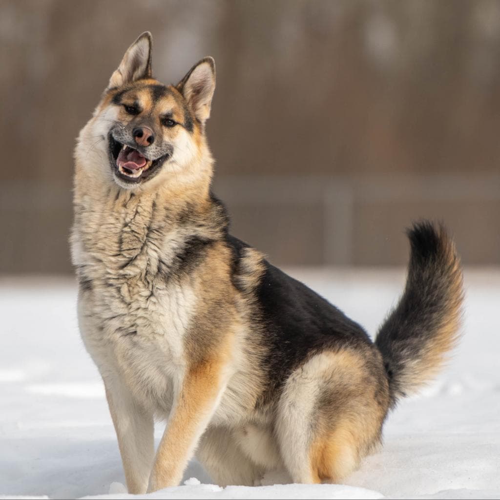 Ragnar - MIXED BREED available for adoption at SCARS in Calgary