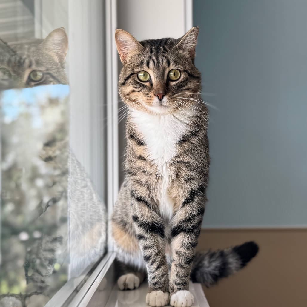 Bale - Domestic Shorthair available for adoption