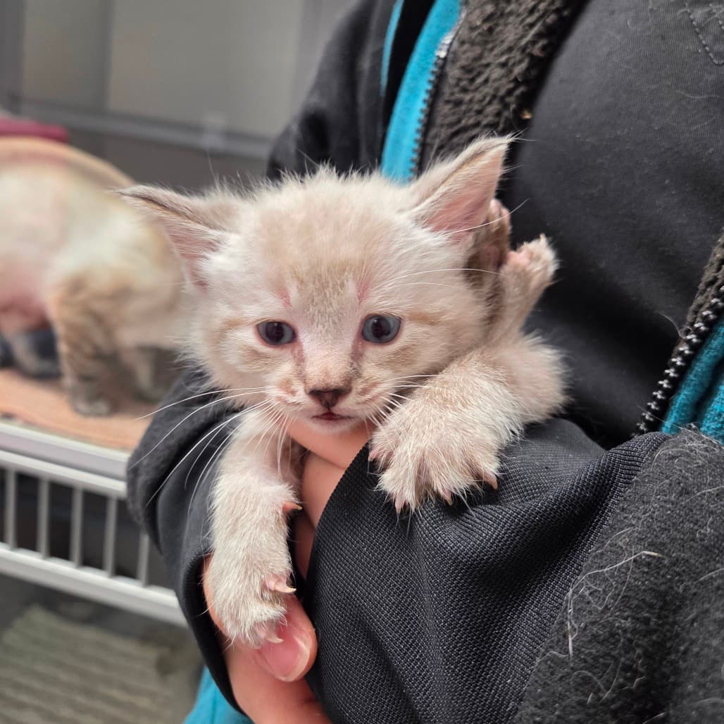 Turtle Pecan Cluster - Siamese cat available for adoption at Battlefords Humane Society in North Battleford