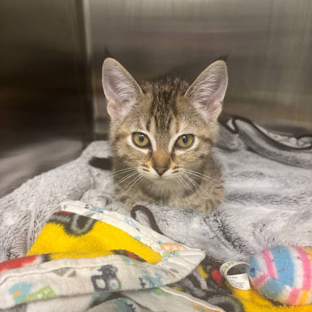 Parsnip - Domestic Shorthair available for adoption
