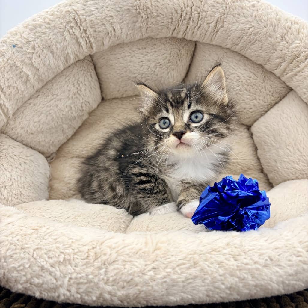 Frank - Domestic Medium Hair cat available for adoption at Moose Jaw Humane Society in Moose Jaw
