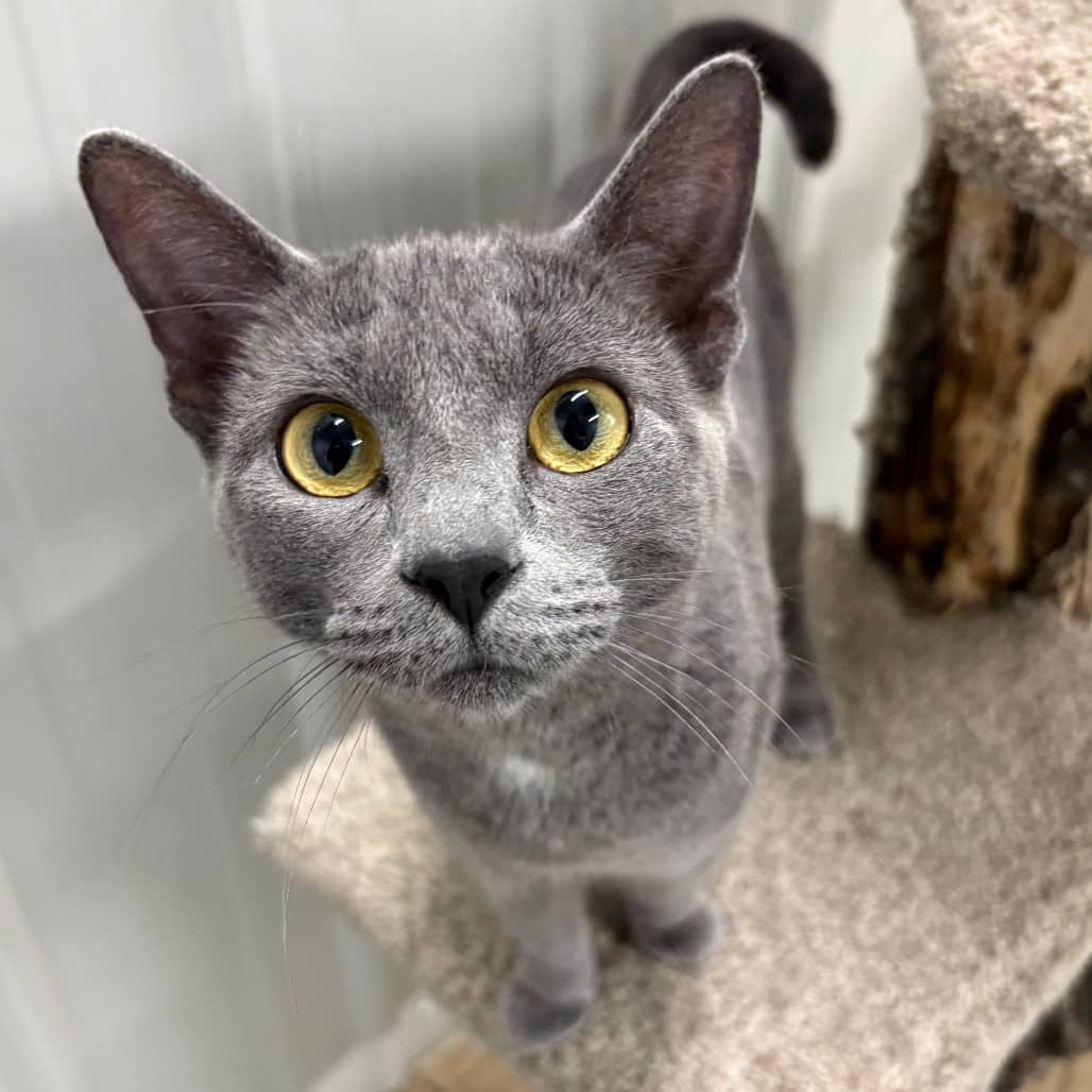 Gracie - Domestic Shorthair cat available for adoption at North East SPCA in Melfort