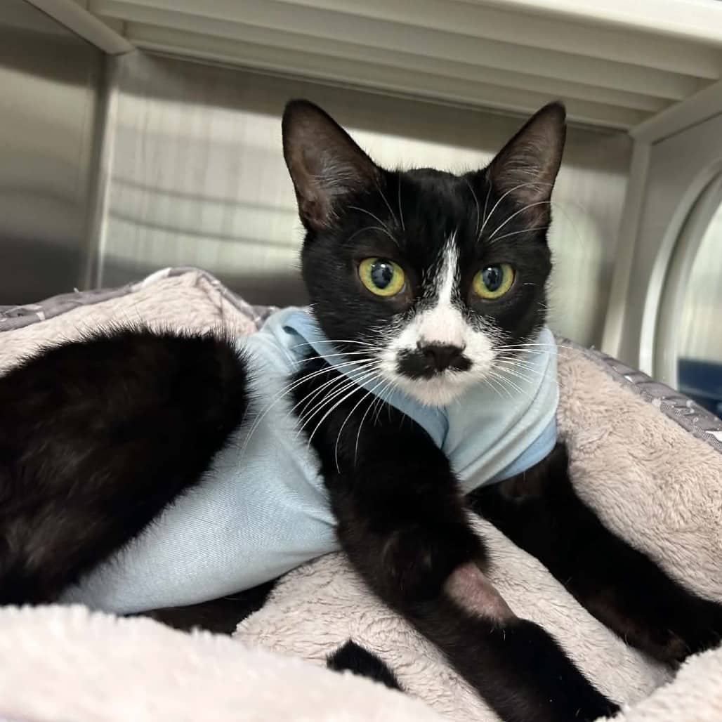 Charli - Domestic Shorthair cat available for adoption at Saskatoon SPCA in Saskatoon