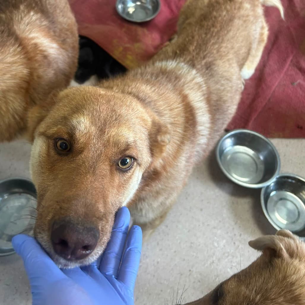 Knuckles - SHEPHERD/MIX available for adoption