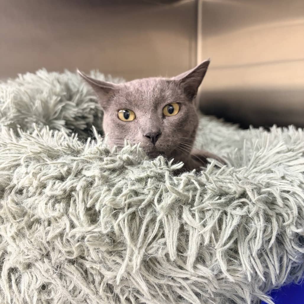 Ramen - Domestic Shorthair available for adoption
