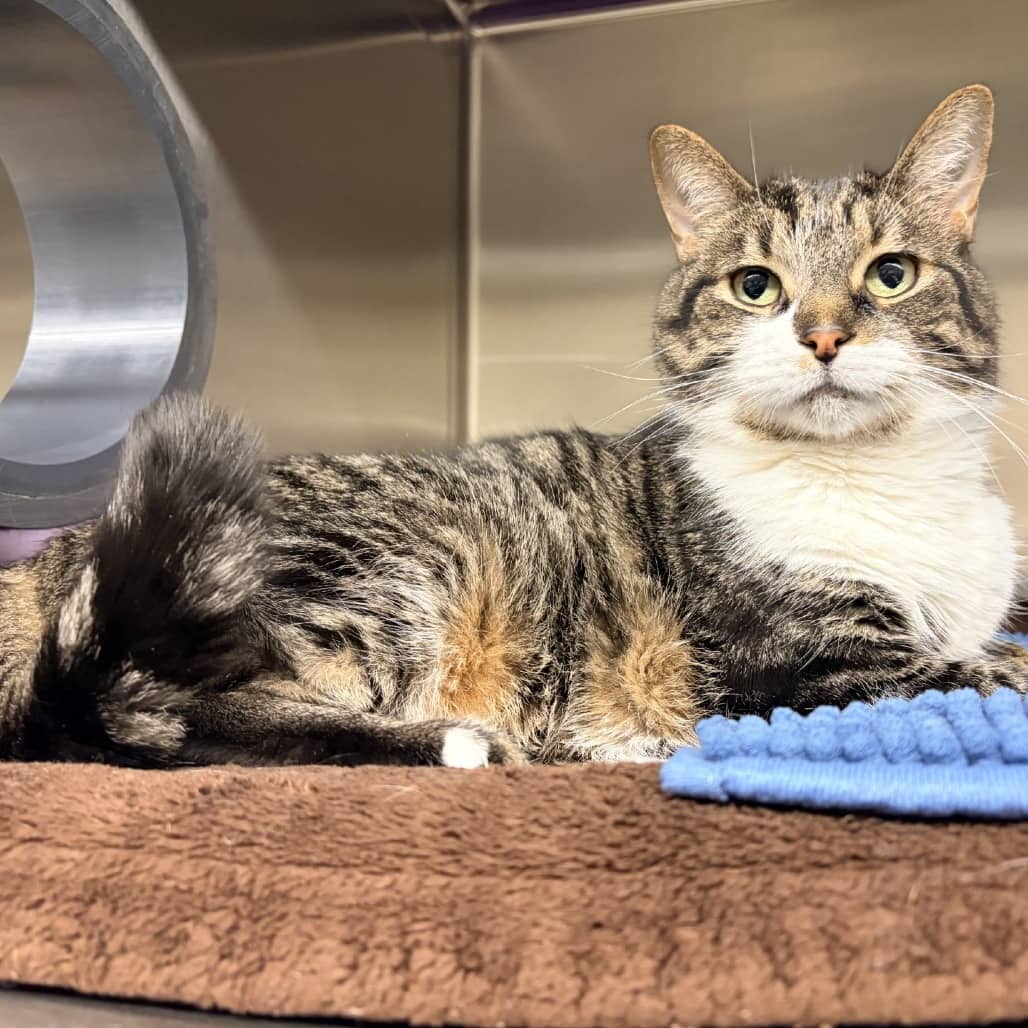 Leo - Domestic Shorthair available for adoption