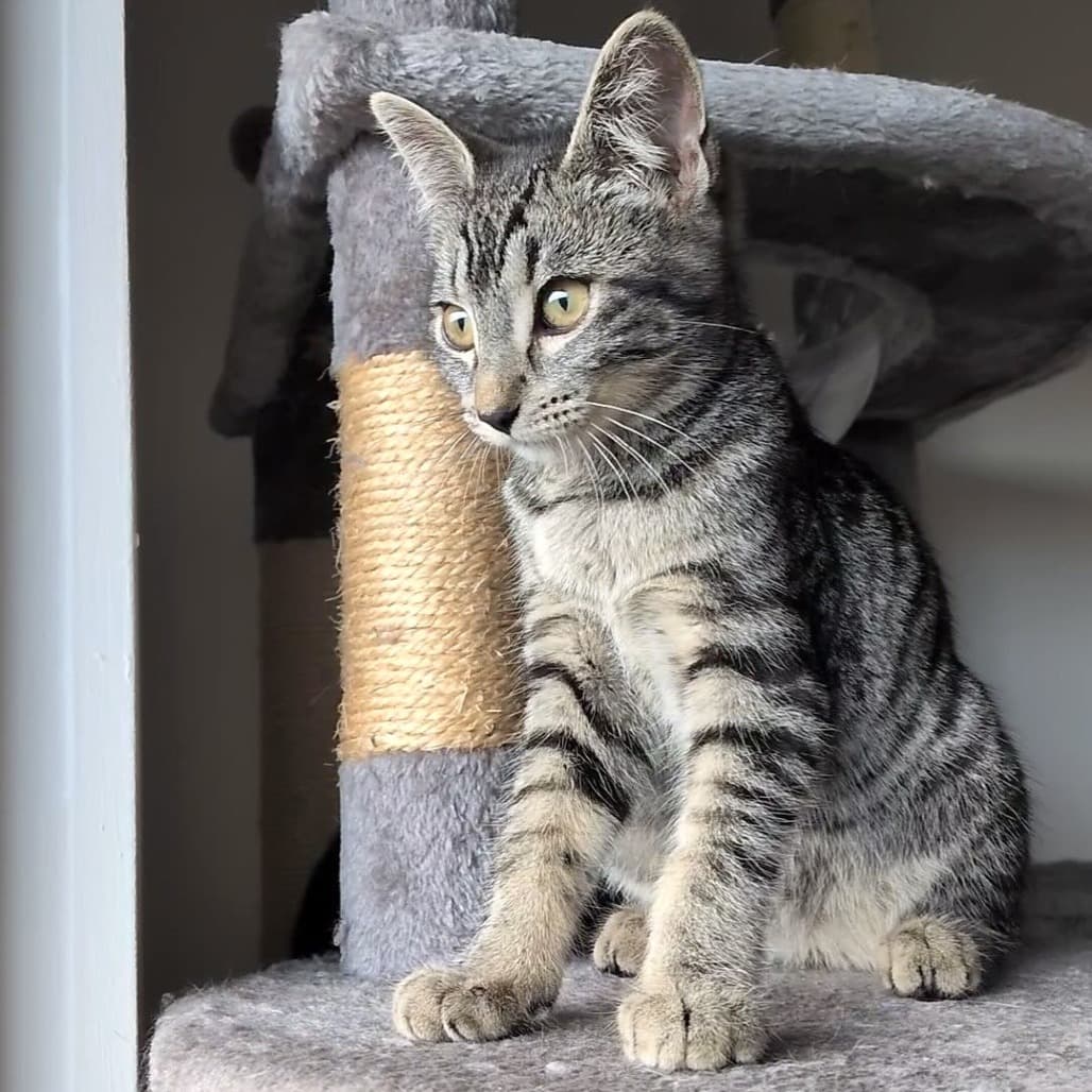 Piper - Domestic Shorthair cat available for adoption in Calgary
