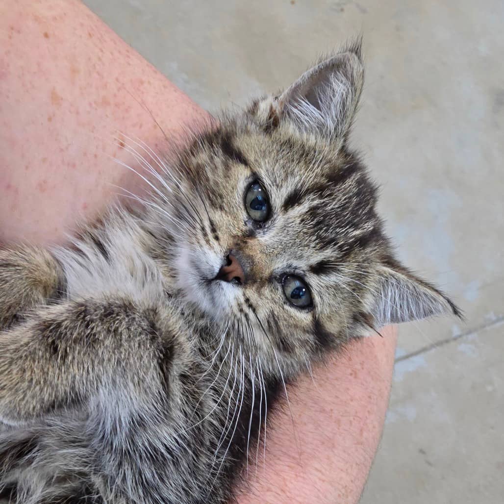 Charlie - Domestic Shorthair cat available for adoption at Humboldt & District SPCA in Humboldt