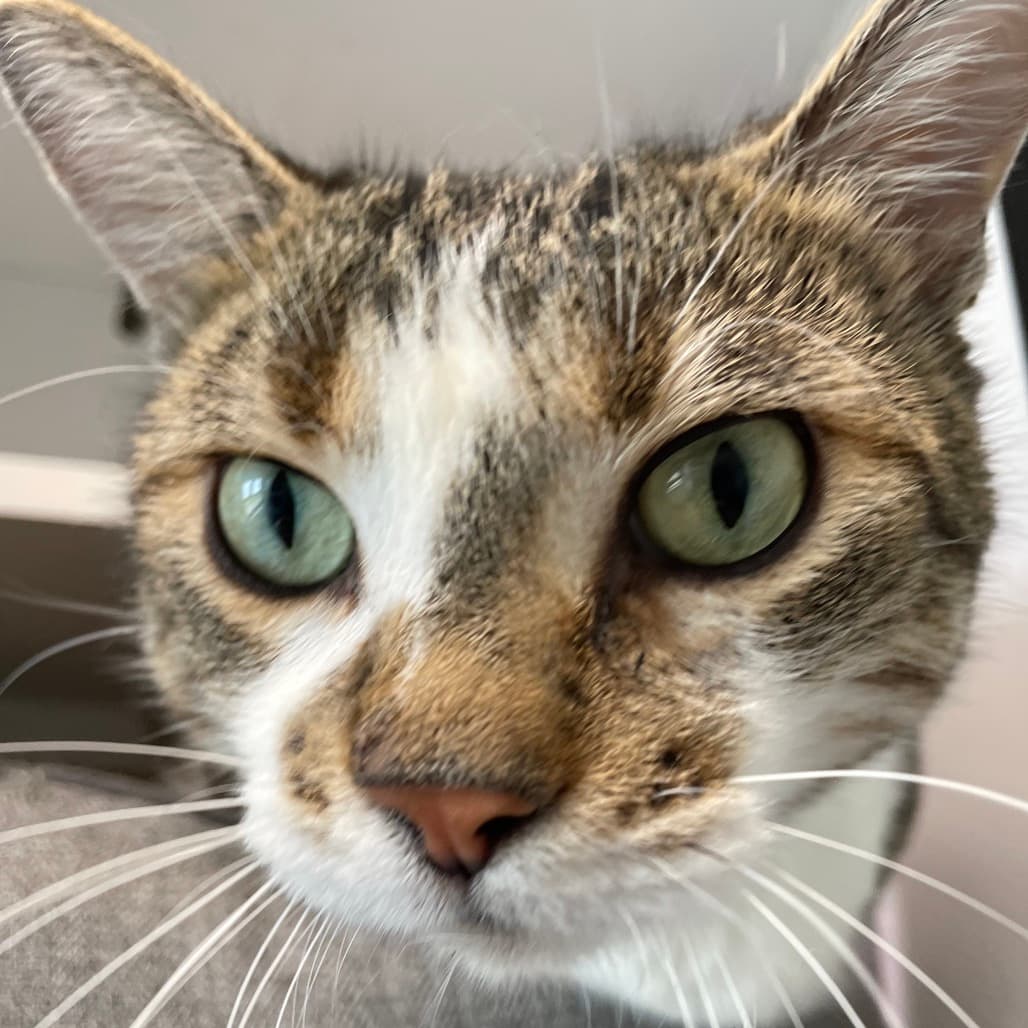 Softie - Domestic Shorthair available for adoption
