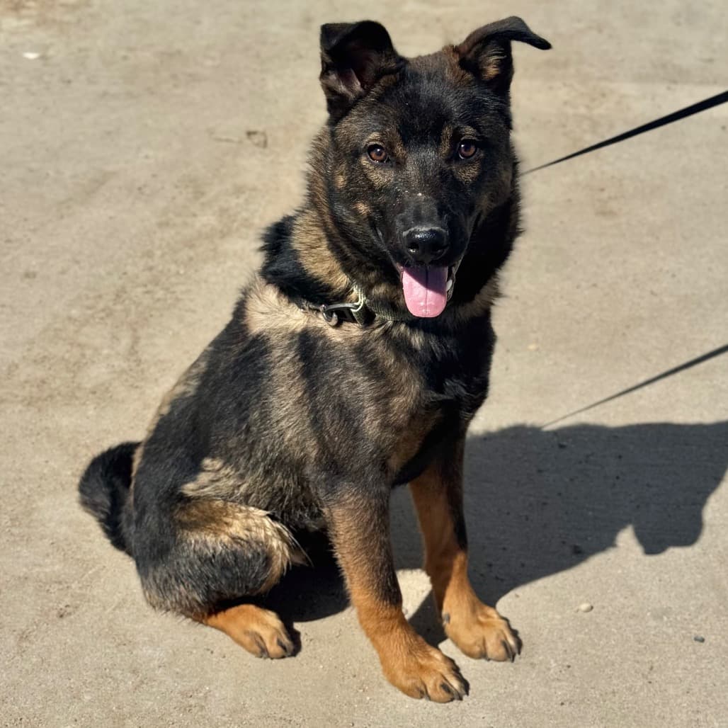 Levi - Mixed Breed (Large) available for adoption in Calgary