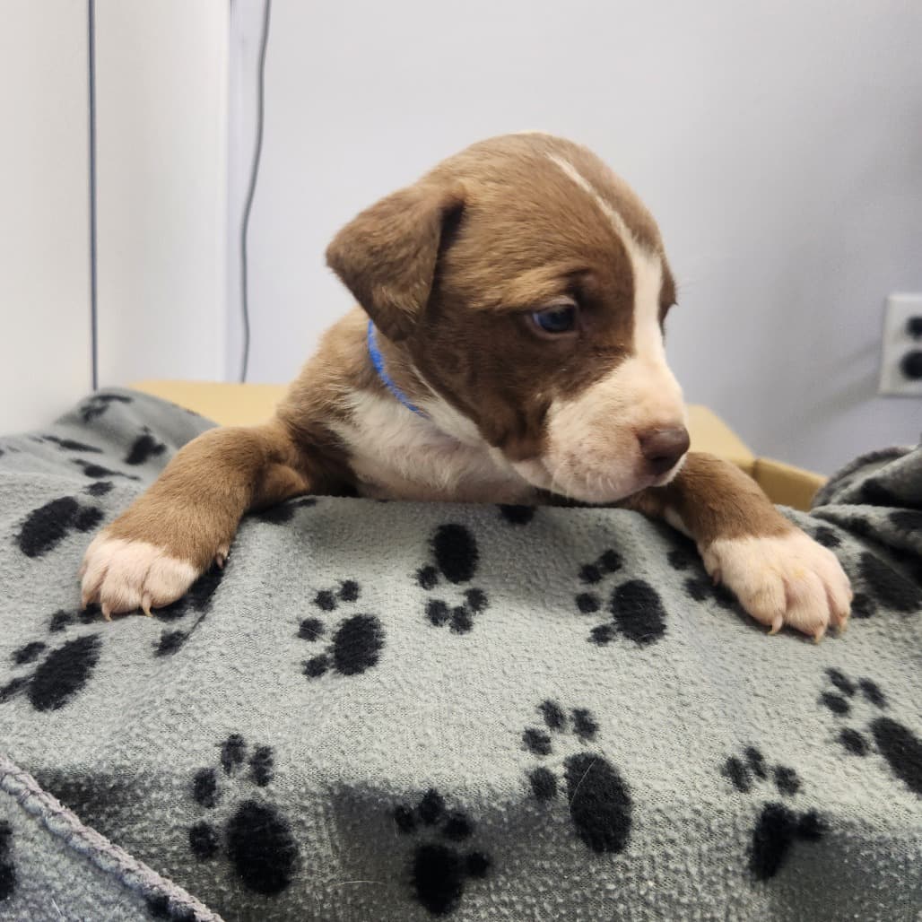S'more - Retriever, Labrador / Mixed Breed (Medium) available for adoption in Saskatchewan