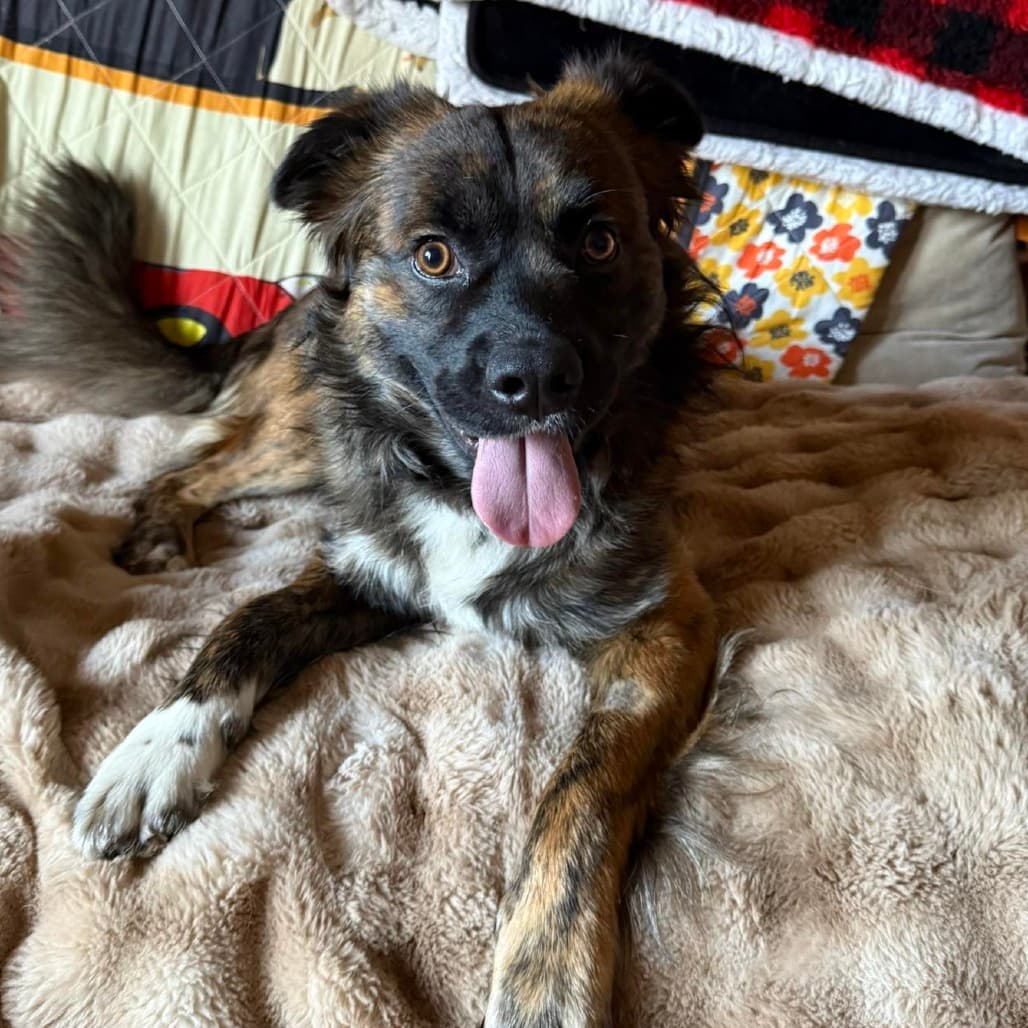 Billy - Mixed Breed available for adoption in Calgary