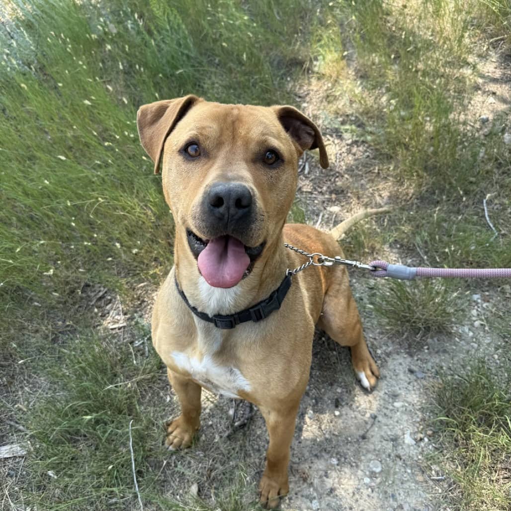 Radar - Terrier, Pit Bull / Mixed Breed (Large) available for adoption in Saskatchewan