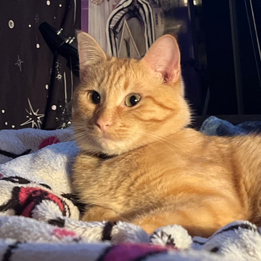 George - Domestic Shorthair cat available for adoption at Saskatoon SPCA in Saskatoon