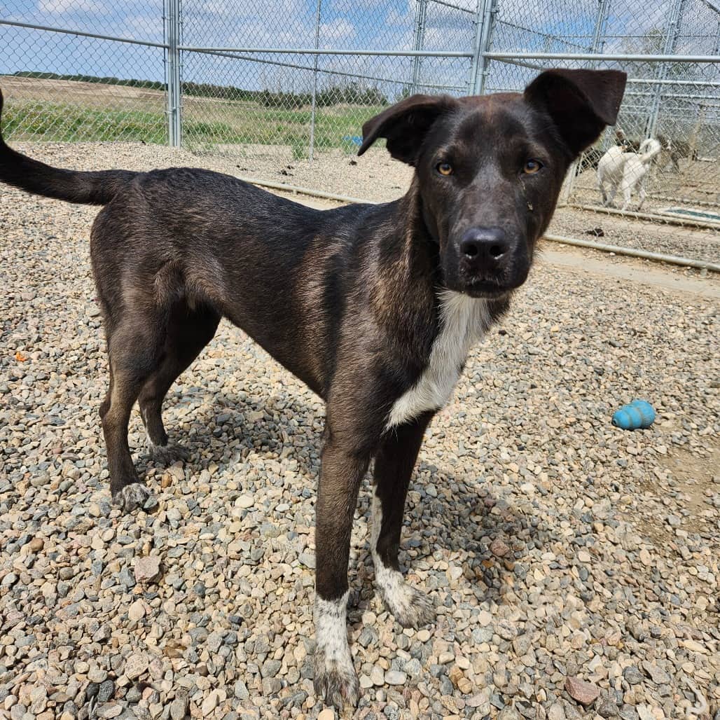 Ember - Retriever, Black Labrador / Mixed Breed (Medium) available for adoption in Saskatchewan