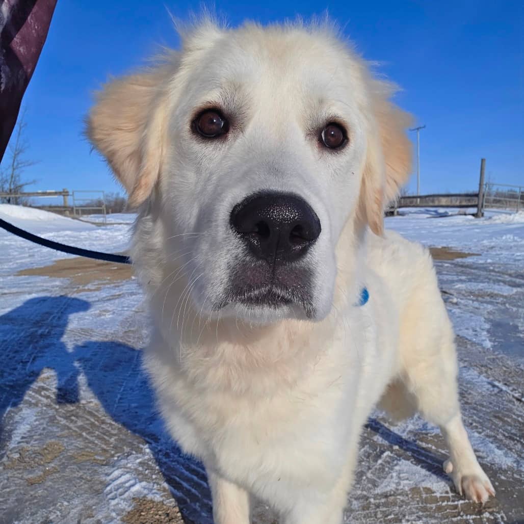 Pongo - Pyrenees, Great/Retriever available for adoption